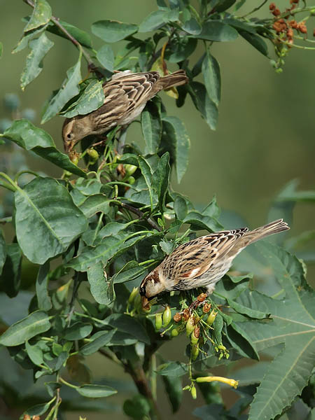 Pensasvarpunen, Spanish Sparrow, Passer hispaniolensis